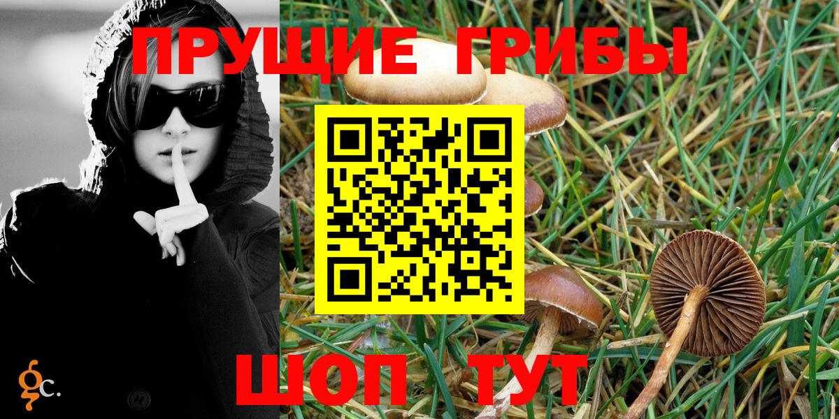 Вичуга  Псилоцибиновые грибы Psilocybe  Вход с VPN 